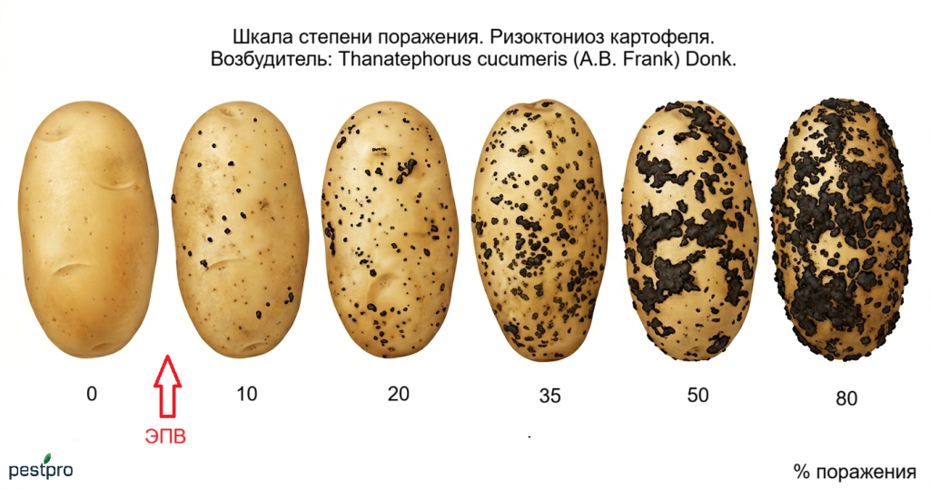 rizoktonioz kartofel.png rizoktonioz kartofel.png